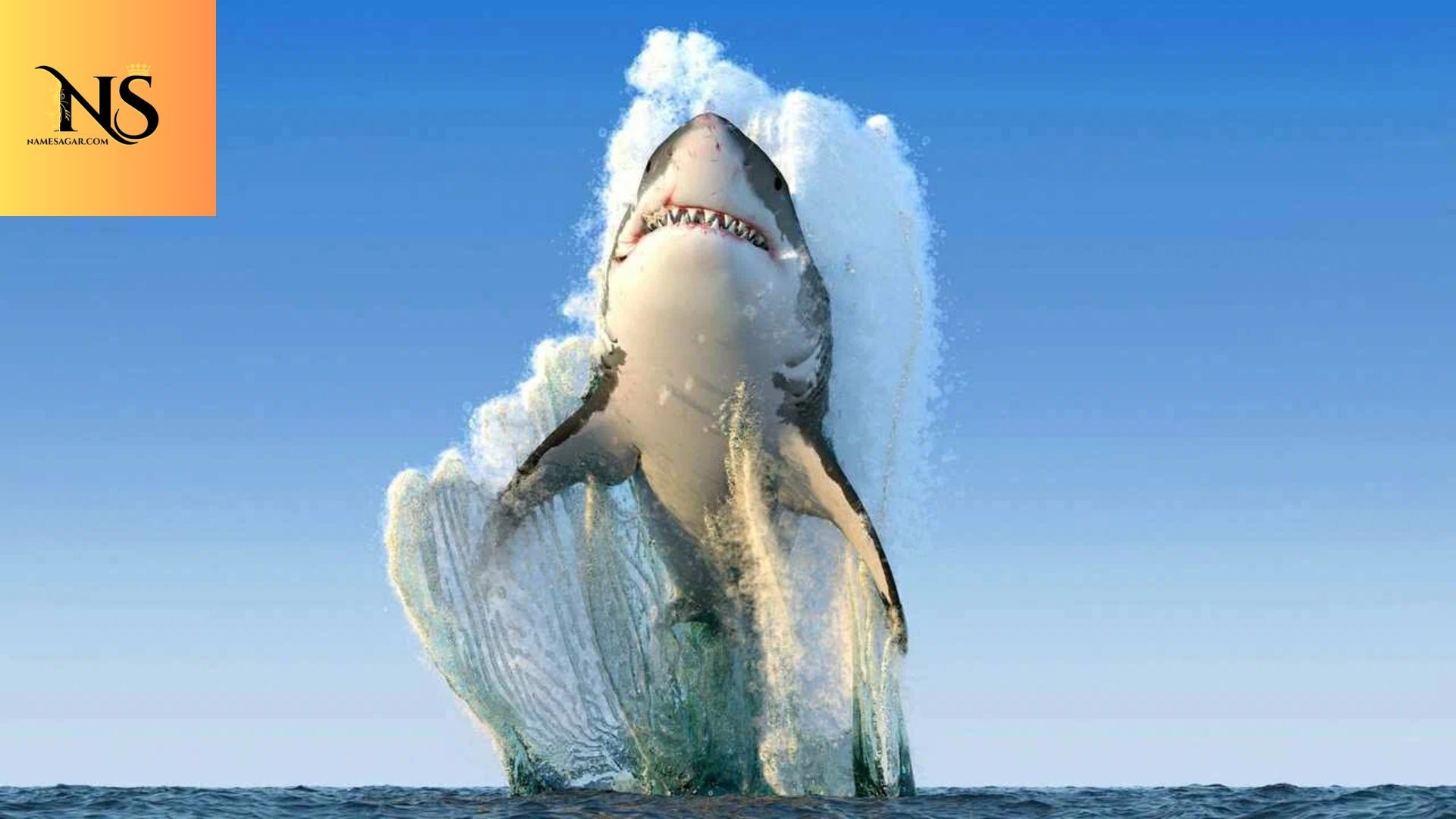 100 Best Shark Names for Pets with Meaning for 2026