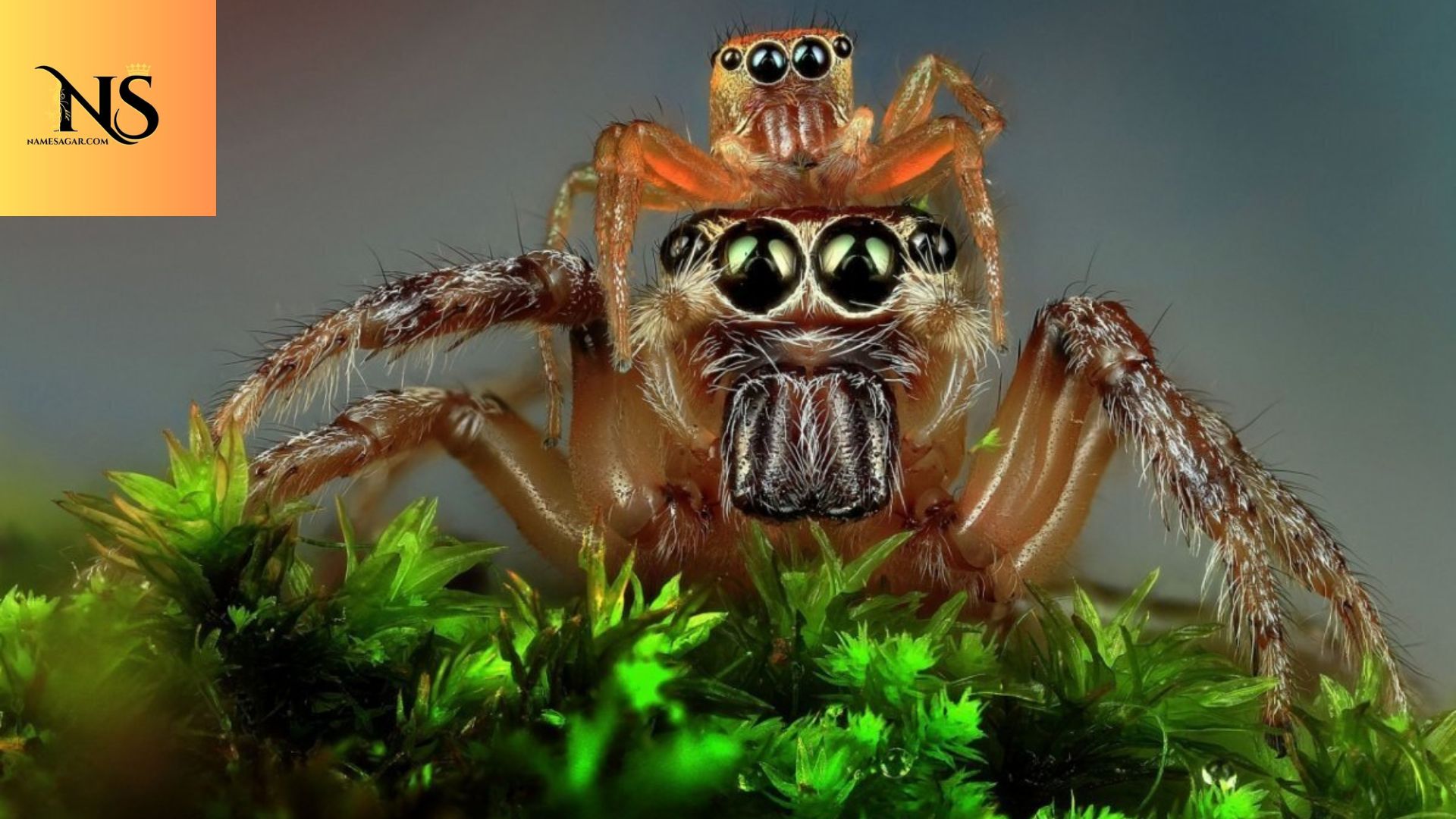 300 Best Spider Names Pet With Meaning for 2026