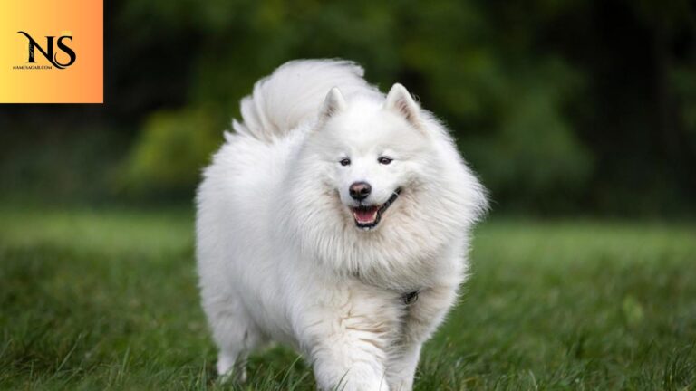 300 Best Unique Male Dog Names With Meaning For 2026