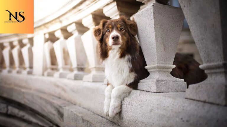 350 Best Disney Dog Names With Meaning for 2026