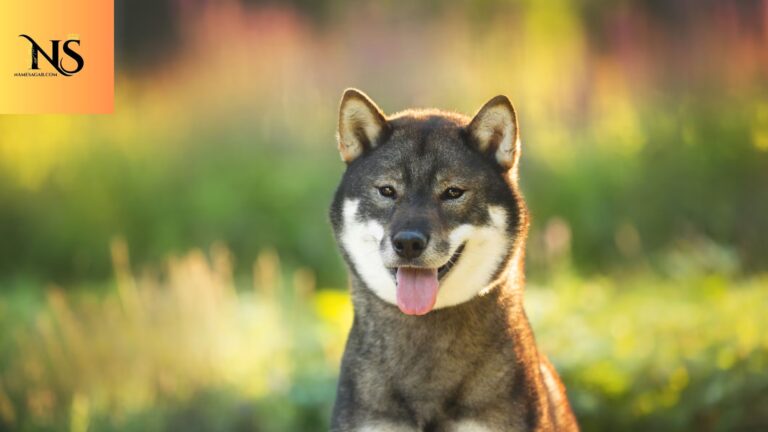 350 Best Japanese Dog Names With Meaning for 2026