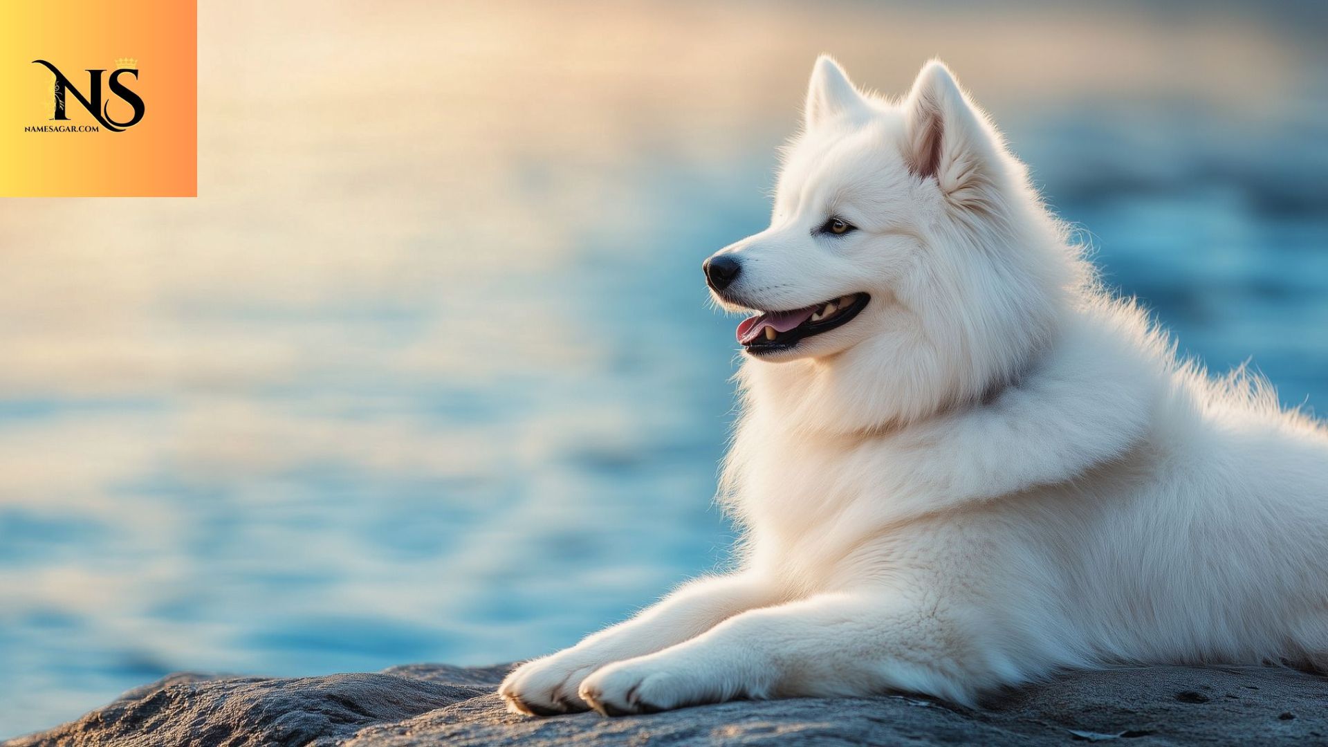 350 Best  White Dog Names With Meaning for 2026