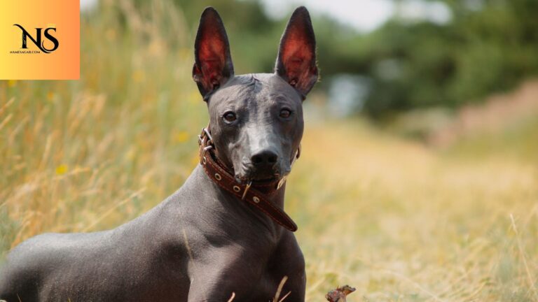 400 Best Mexican Dog Names With Meaning for 2026