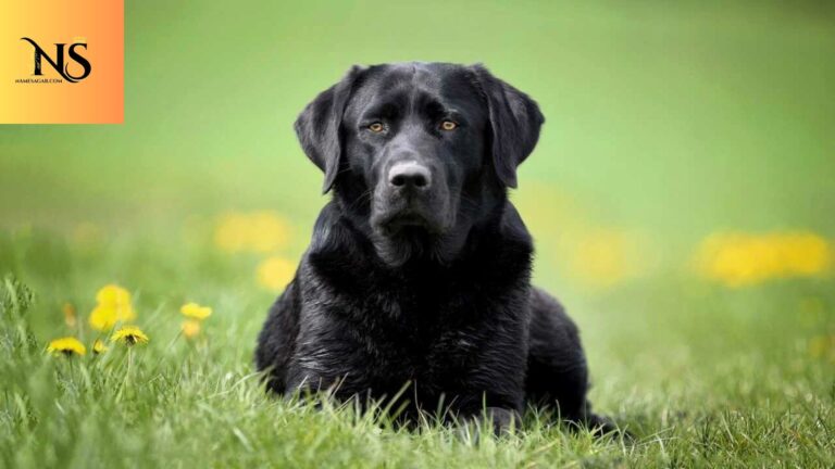 450 Best Black Dog Names with Meaning for 2026
