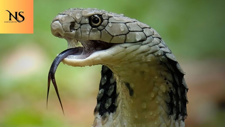 500 Best Pet Snake Names With Meaning for 2026