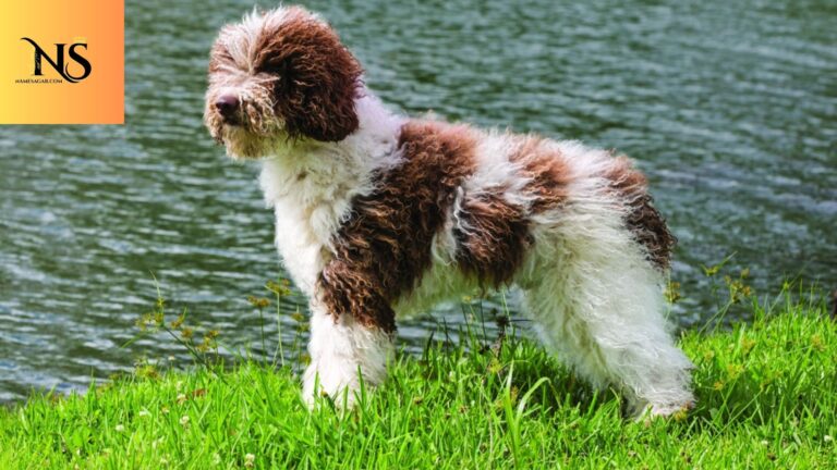 650 Best Pet Names in Spanish With Meaning For 2026