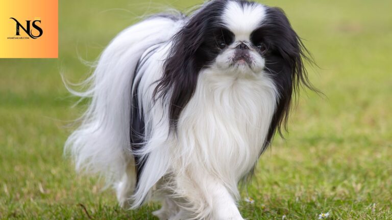 950 Best Japanese Pet Names with Meanings for 2026