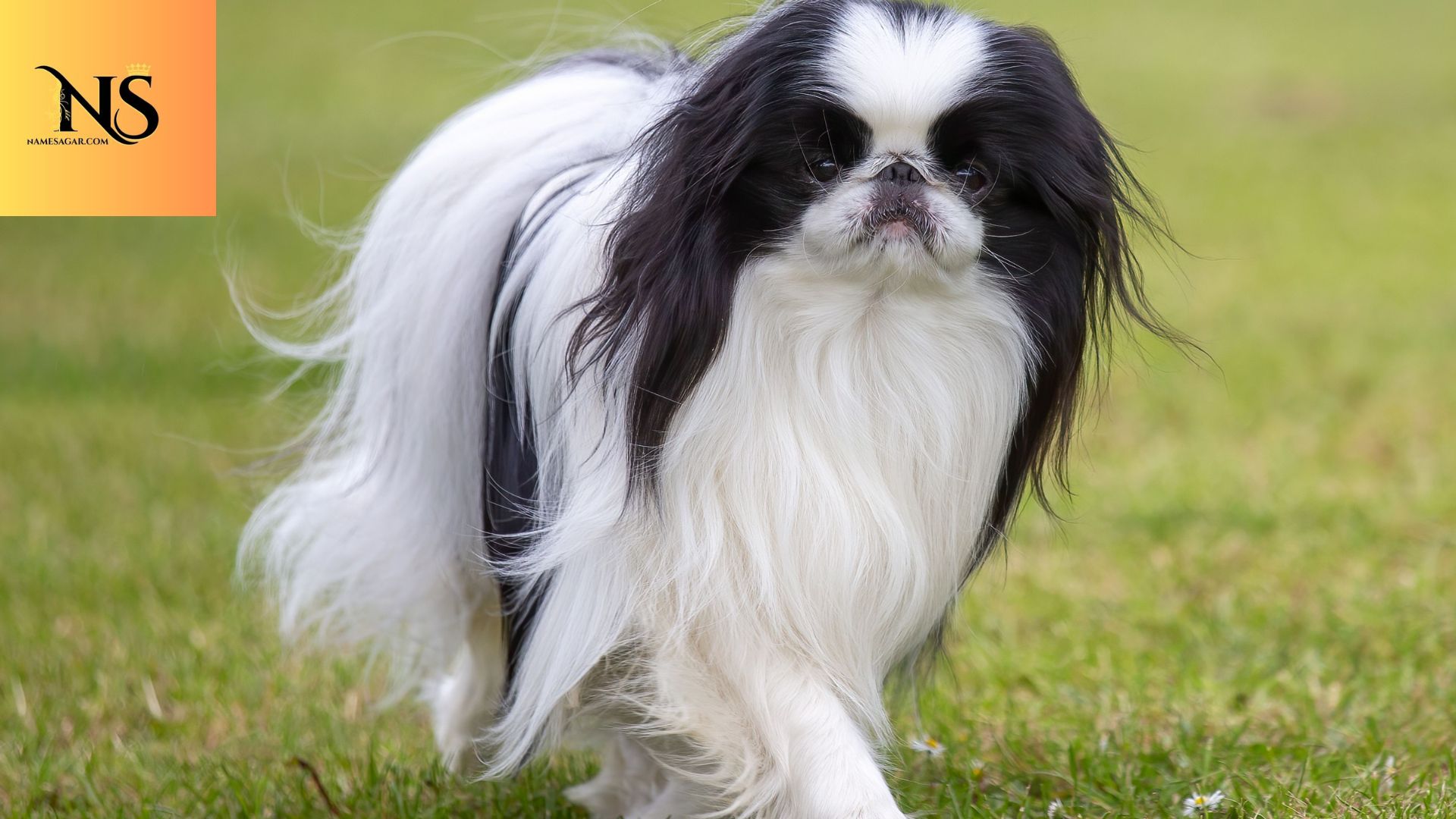 950 Best Japanese Pet Names with Meanings for 2026