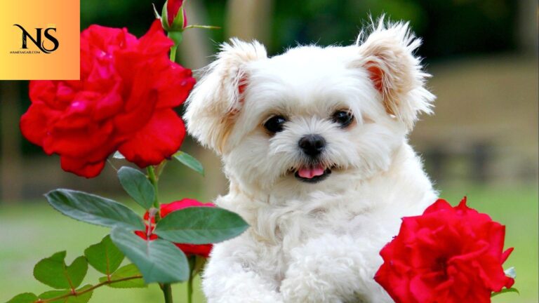 950-Best-Pet-Names With-Meaning-For-2026.jpg