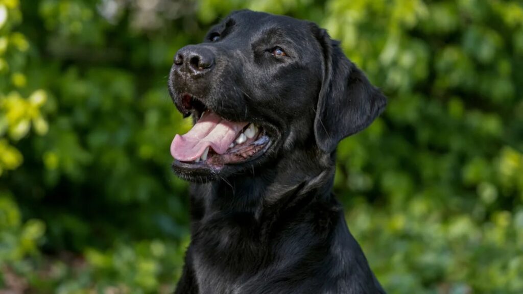 Black Dog Names Girl