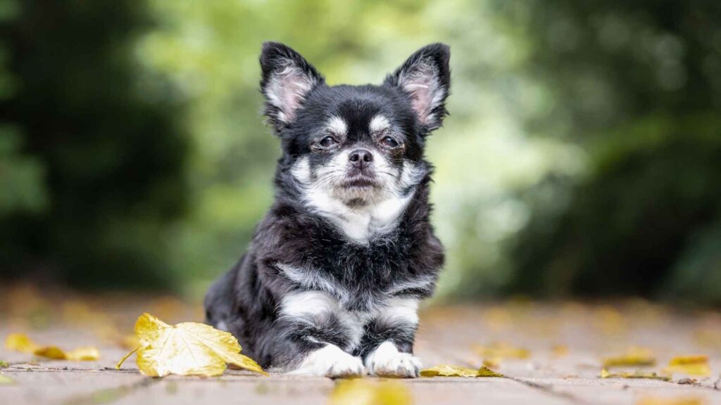 Black and White Dog Names