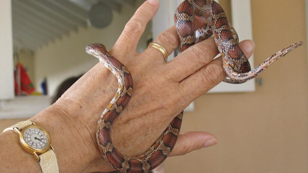 Cool Pet Snake Names