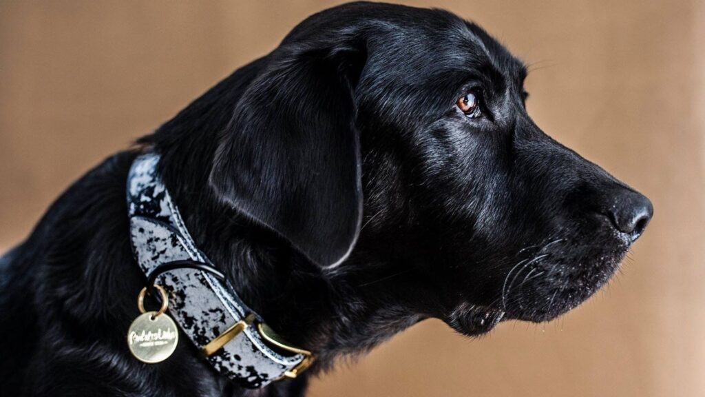 Cute Black Dog Names