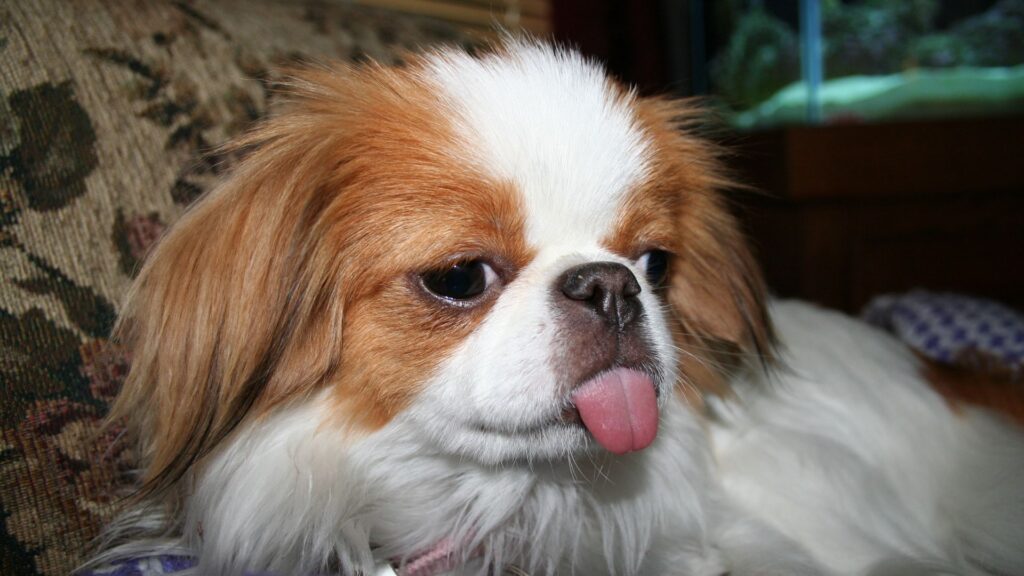 Cute Japanese Dog Names