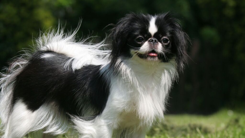 Cute Japanese Pet Names 