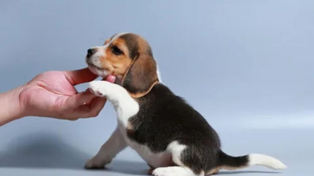 Cute Pet Names in Spanish 