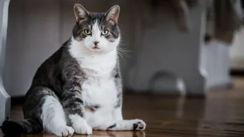 Disney Pet Names Cat