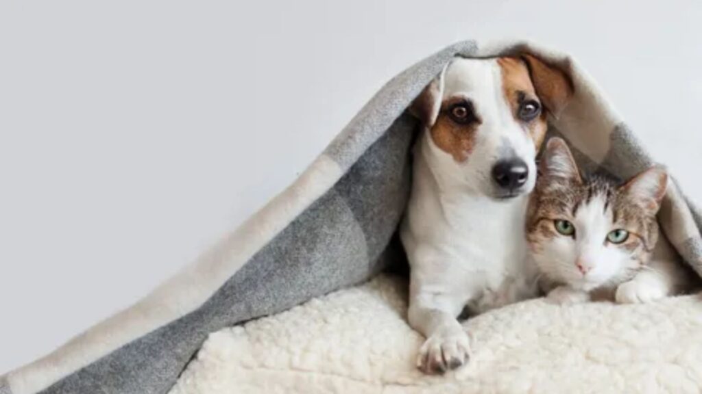 Gender Neutral Pet Names