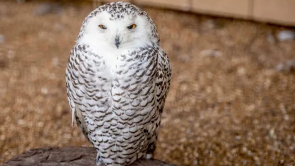 Gender Neutral Pet Names for Partner