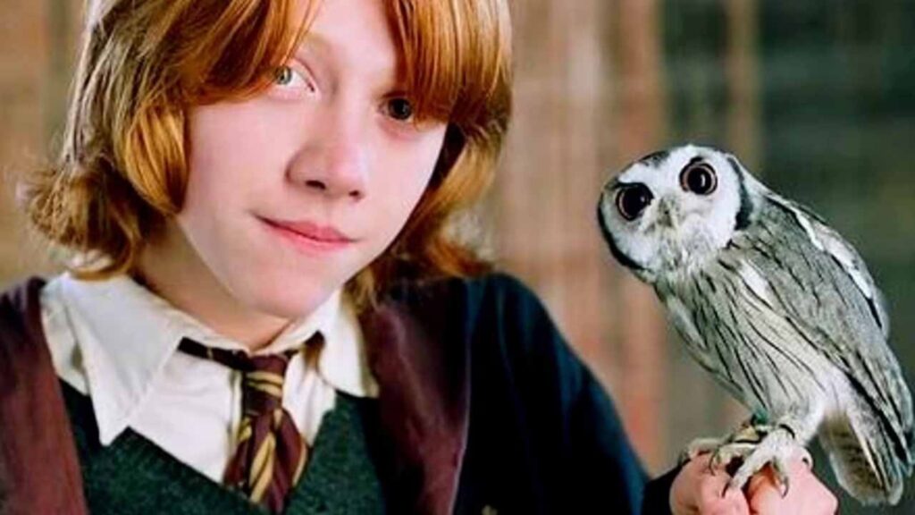 Harry Potter Pet Names Boy