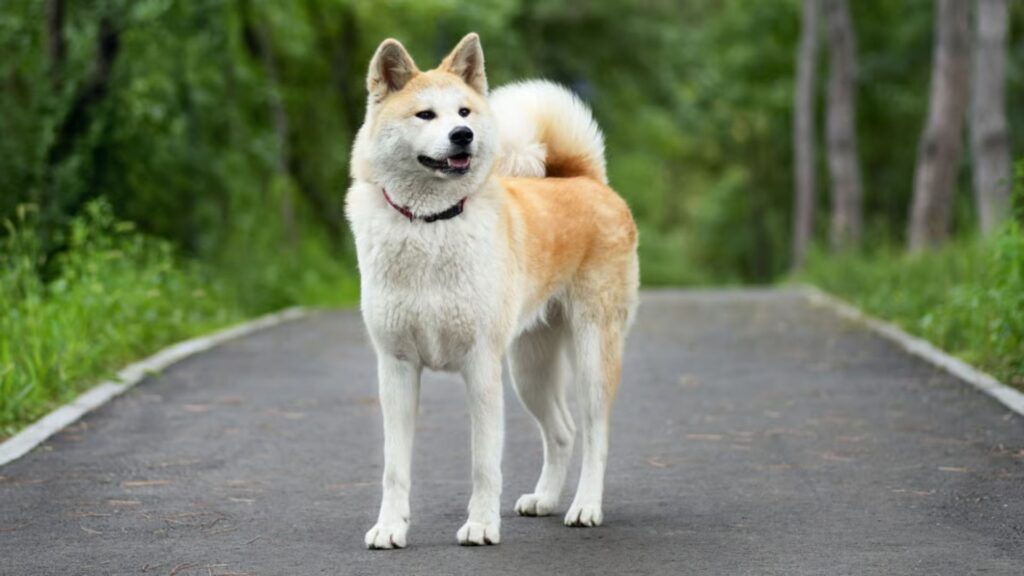 Japanese Dog Names Female