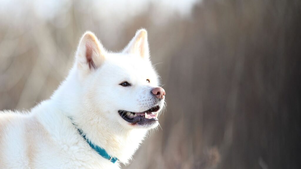 Japanese Dog Names Male