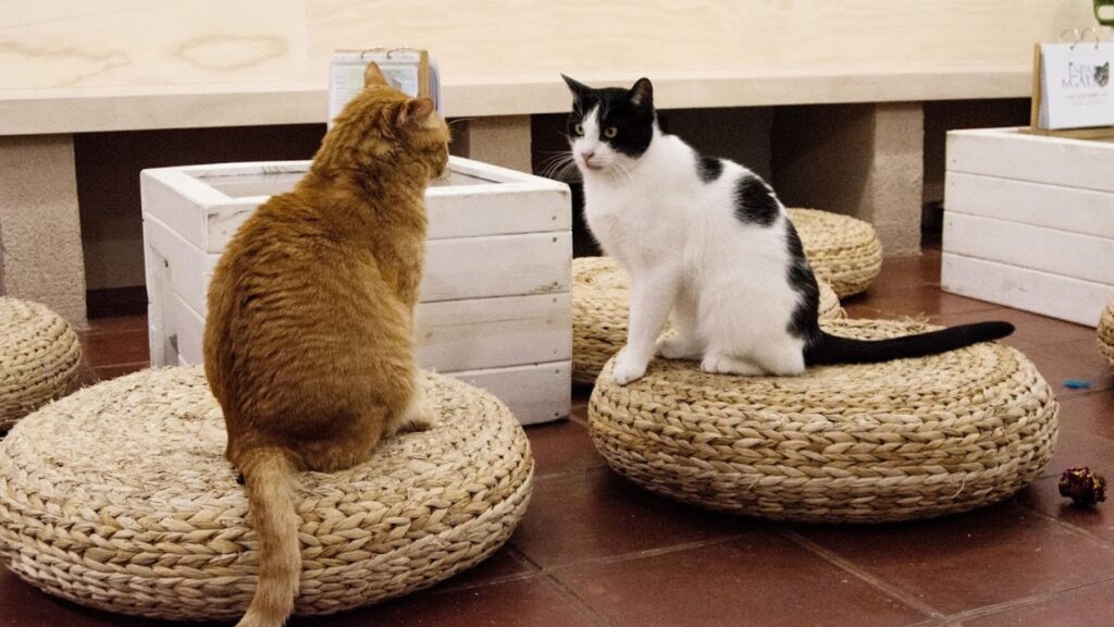 Pet Names in Spanish for Men 