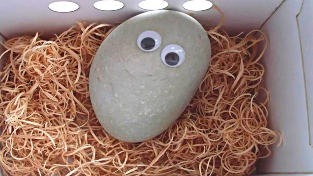 Pet Rock Names Funny