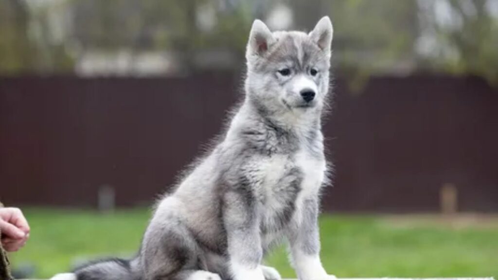 Russian Pet Names for a Child