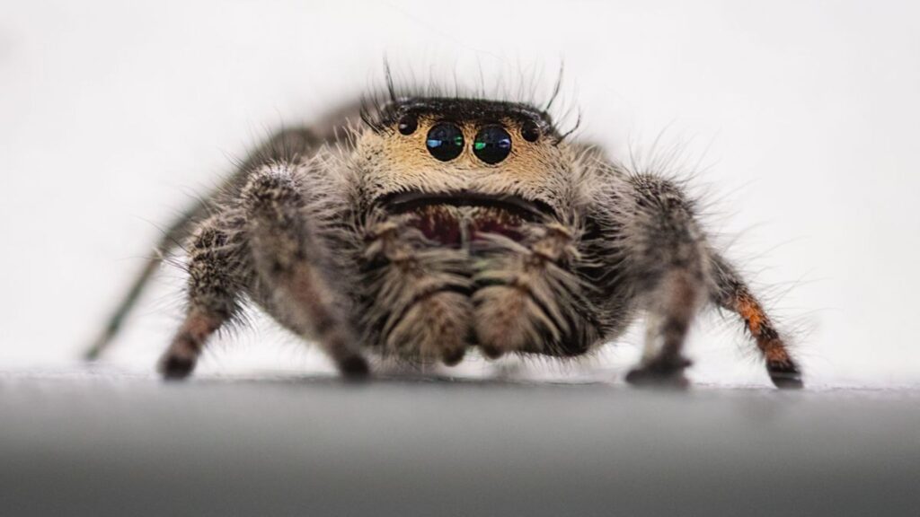 Spider Names Pet Male