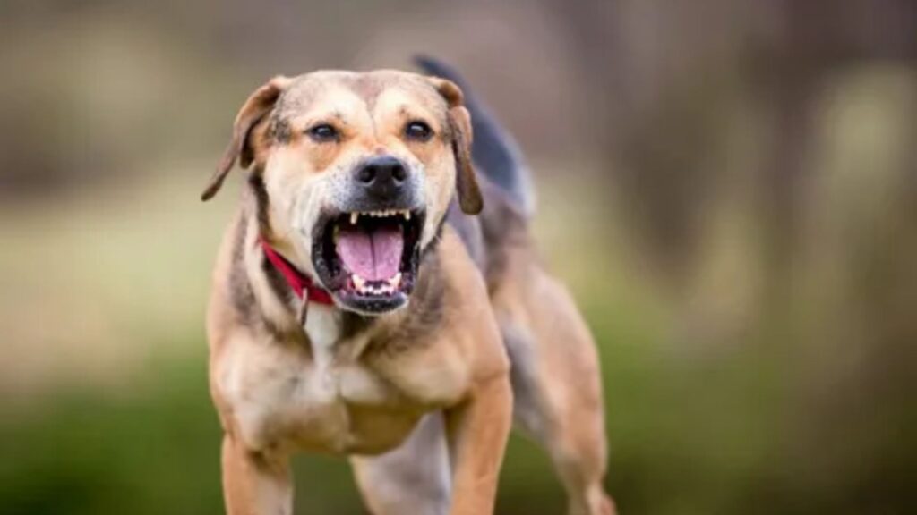 Unique Male Dog Names That Start With D