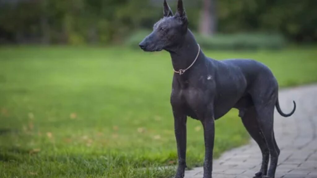  Unique Mexican Dog Names 