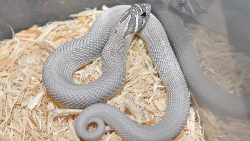 Unique Pet Snake Names