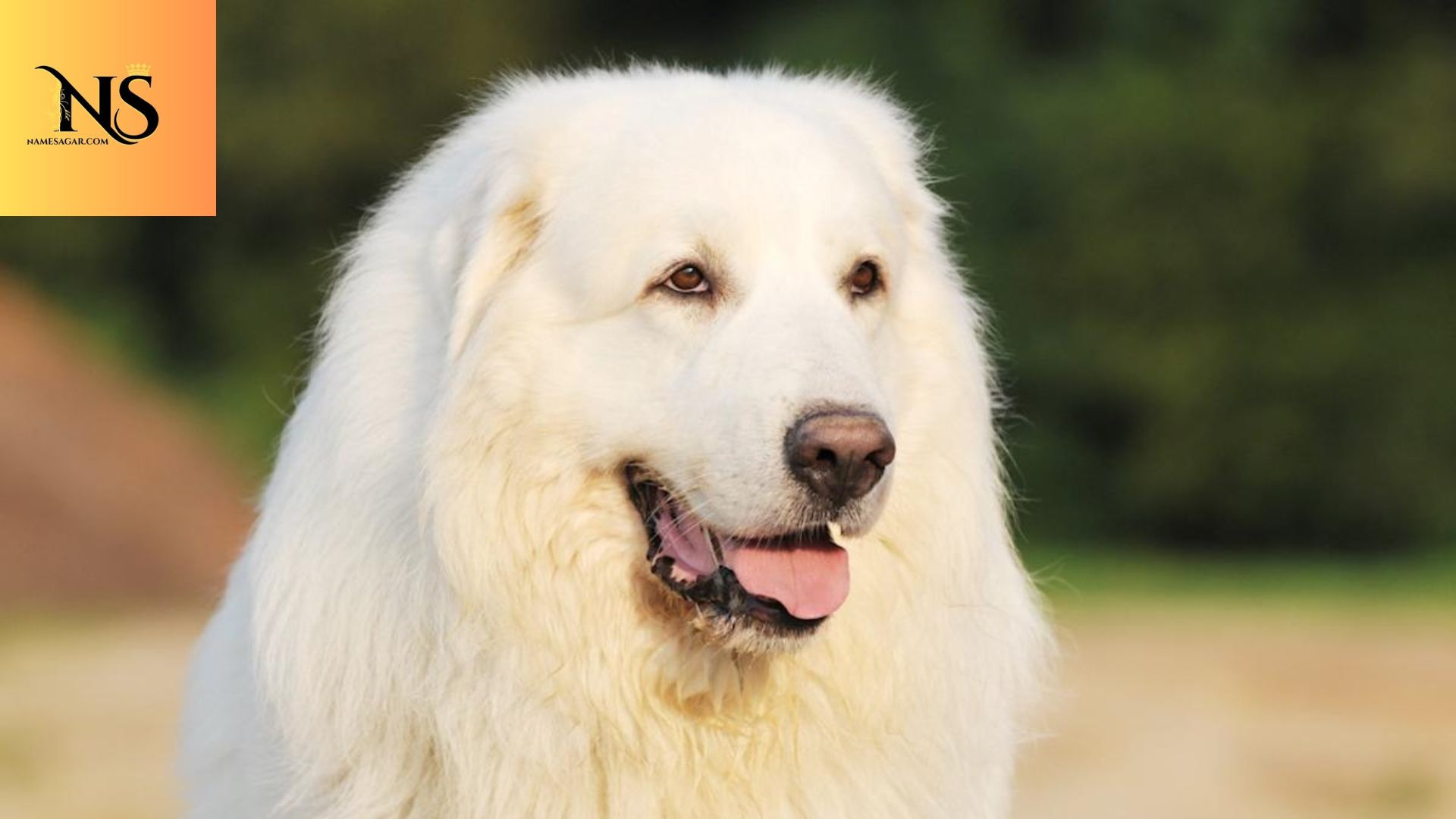 350 Best Male Dog Names with Meanings for 2026