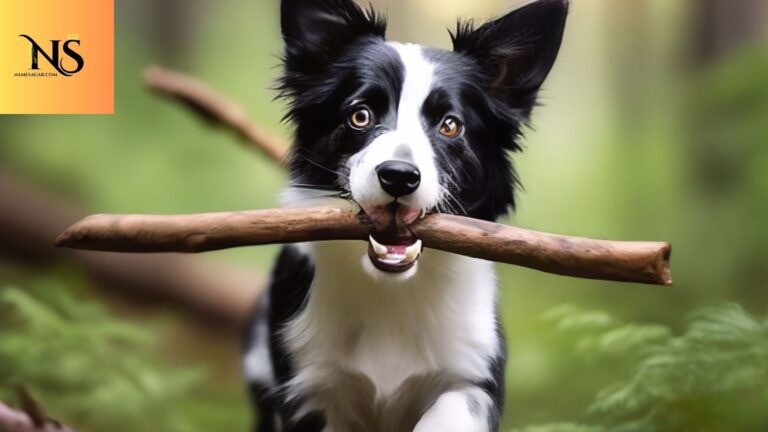 400 Best Black and White Dog Names With Meaning for 2026