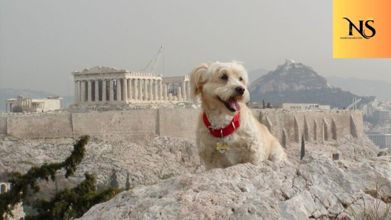 400 Best Greek Dog Names with Meanings for 2026