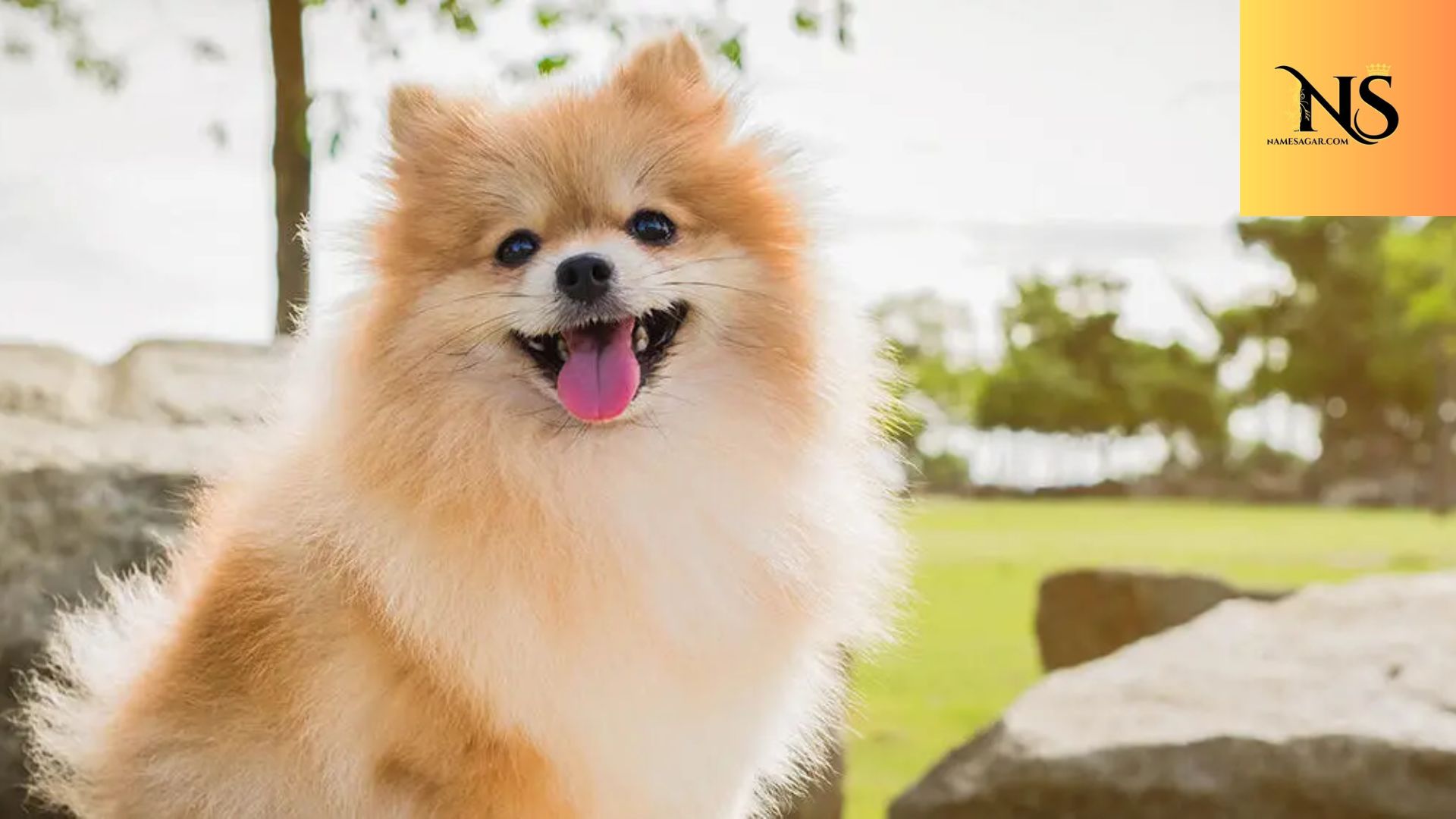 400 Best Small Male Dog Names with Meanings for 2026