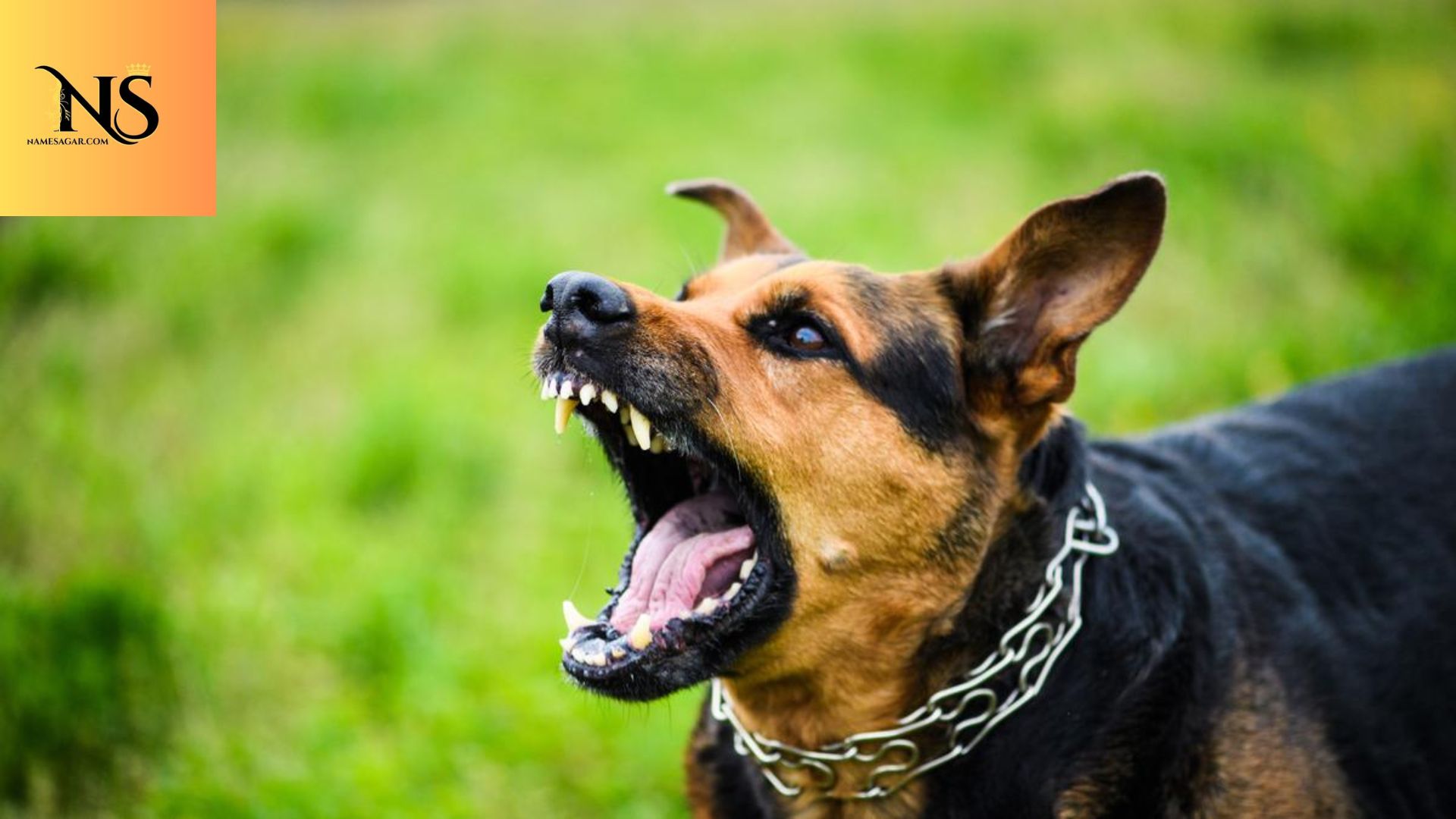 450 Best  Brown Dog Names With Meaning for 2026