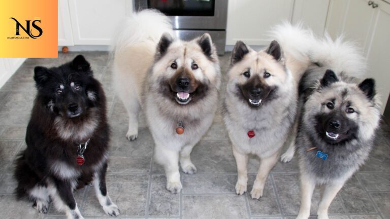 450 Best Gangster Dog Names With Meanings for 2026