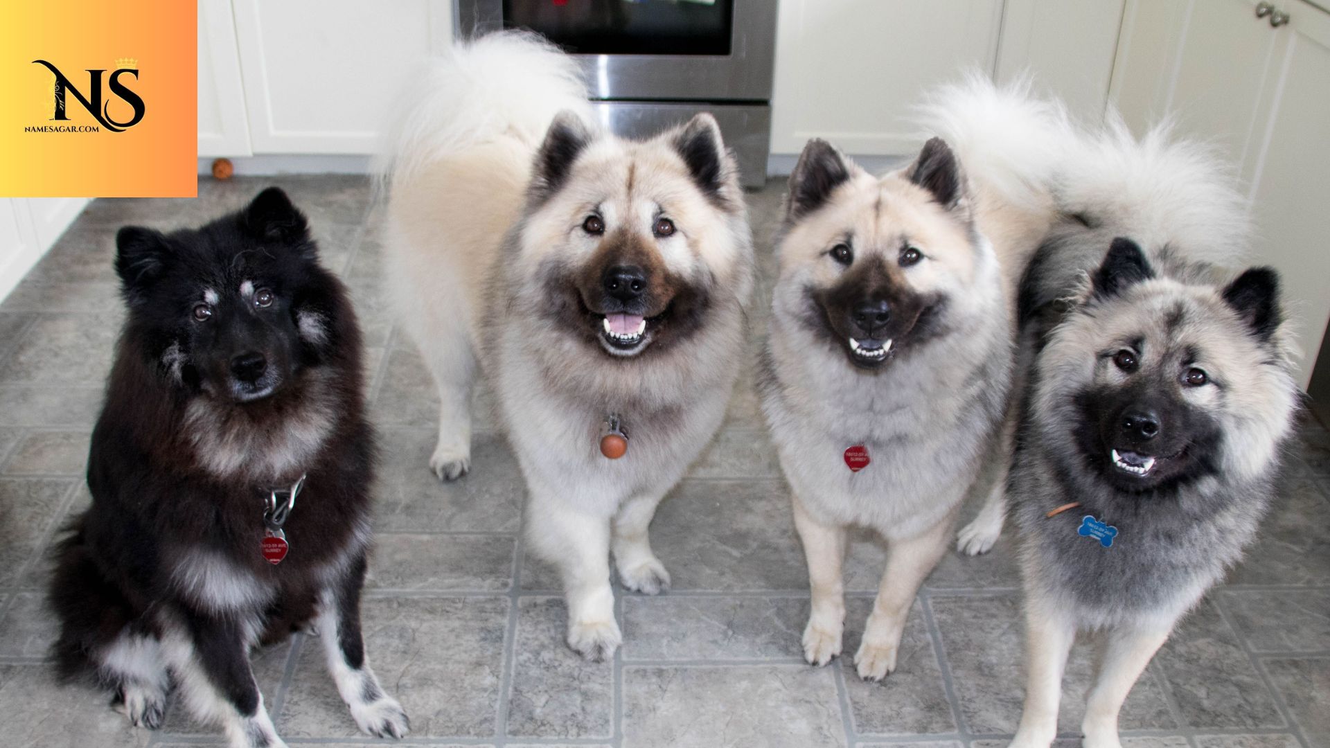 450 Best Gangster Dog Names With Meanings for 2026