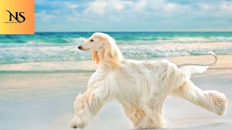450 Best Hawaiian Dog Names With Meanings for 2026