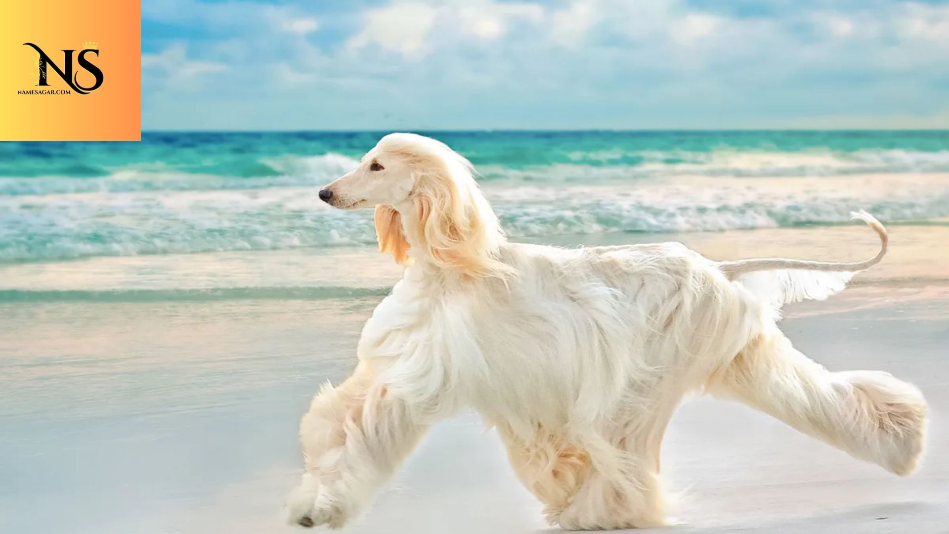 450 Best Hawaiian Dog Names With Meanings for 2026