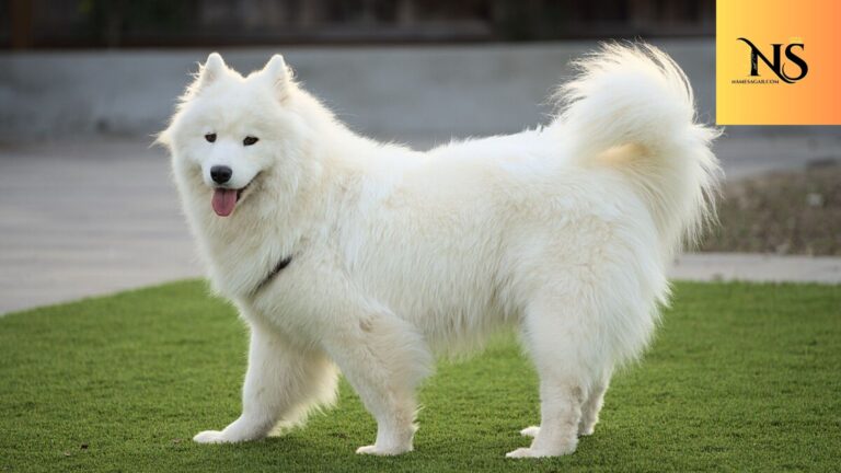 450 Best Strong Female Dog Names With Meaning for 2026