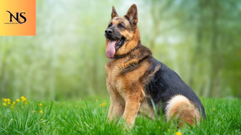 550 Best German Dog Names with Meanings for 2026