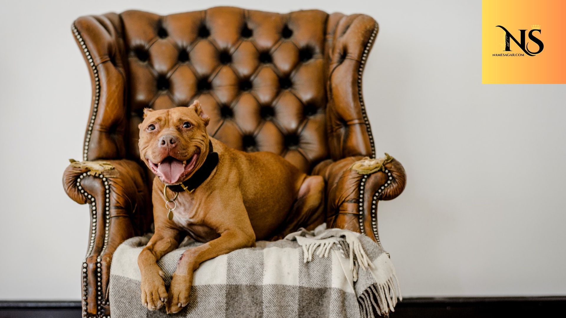 550 Best Scary Dog Names with Meanings for 2026