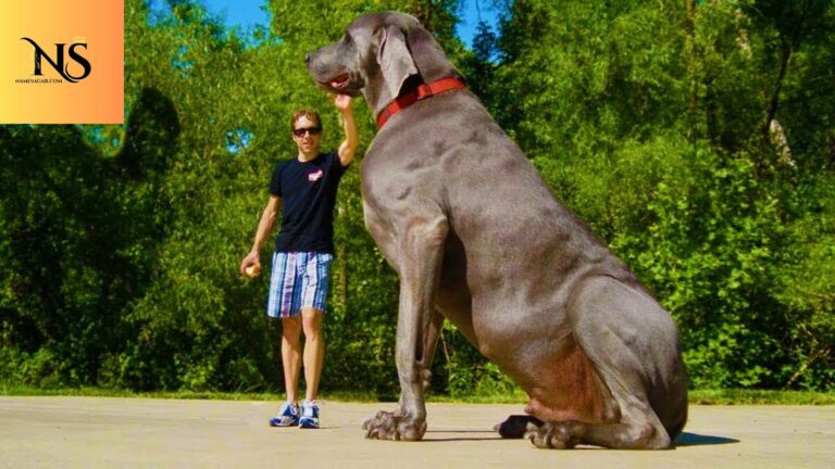 400 Best Big Dog Names With Meaning for 2026