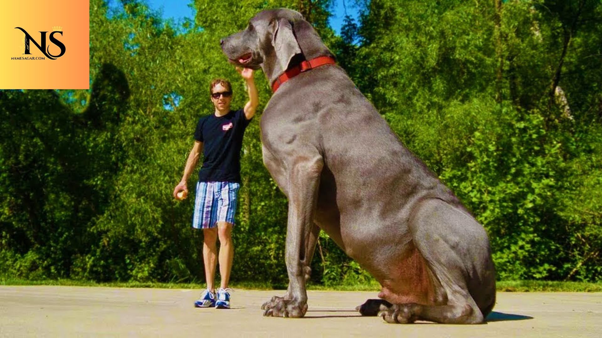 400 Best Big Dog Names With Meaning for 2026