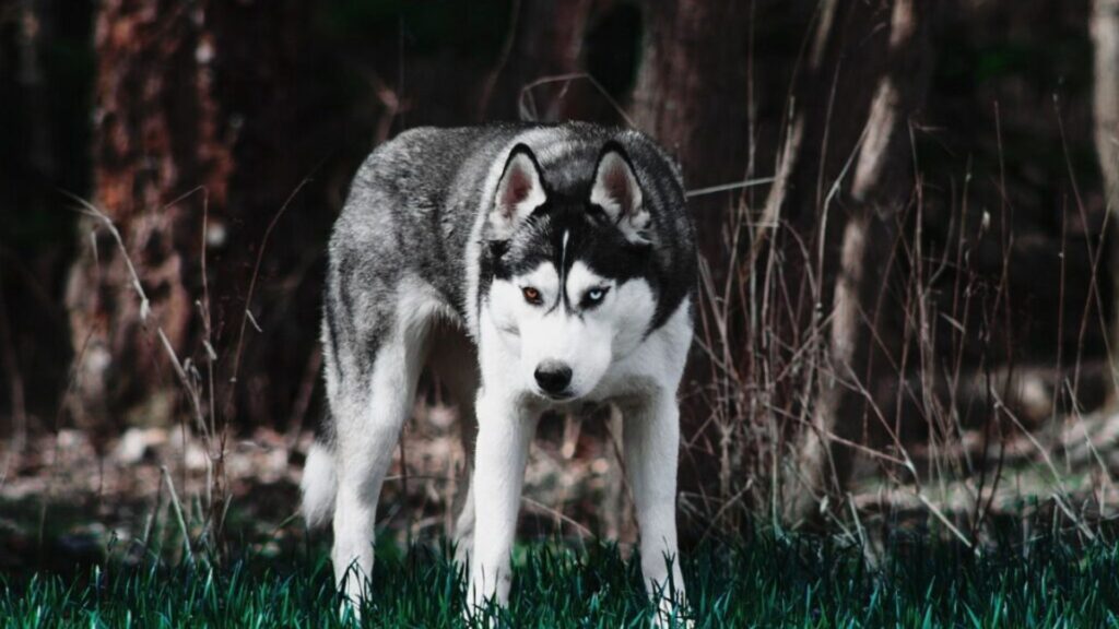 Badass Dog Names Male 