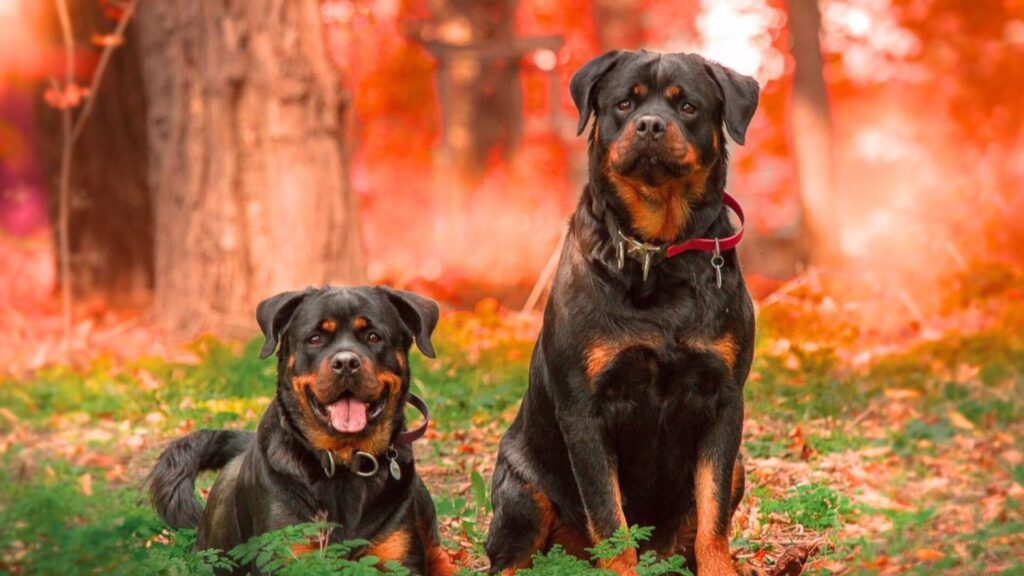  Badass Dog Names for Australian Shepherd 