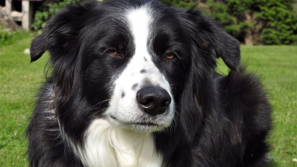   Best Black and White Dog Names 